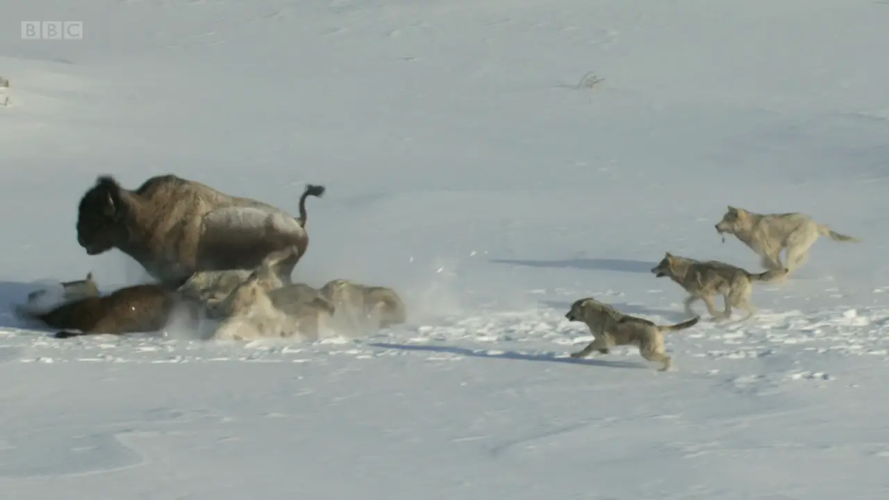 Northwestern wolf (Canis lupus occidentalis) as shown in Frozen Planet - To the Ends of the Earth